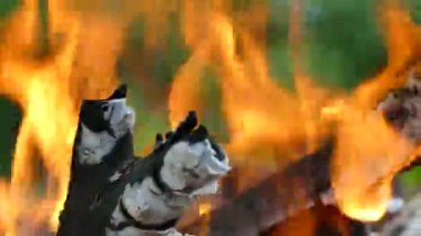 Arka planı yeşil ağaçlar doğada şenlik ateşi. Yanan ahşap bir piknik. Kömür ve alev.