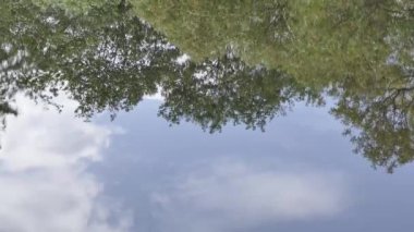 Nehir kıyısında su yansıması. Bulutlar ve ağaçlar su yansıması.