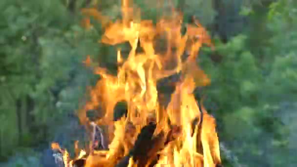 Vreugdevuur in de natuur tegen de achtergrond van de groene bomen. Het verbranden van hout op een picknick. Houtskool en vlam. — Stockvideo