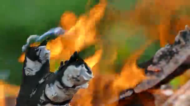 Feu de joie dans la nature sur fond d'arbres verts. Brûler du bois sur un pique-nique. Charbon et flamme . — Video