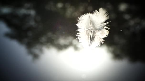 The bird fluff fell beautifully on the surface of the water. The birds feather easily falls into the lake. Ease and calmness of movement. Beautiful relaxing sunset. — Stock Video