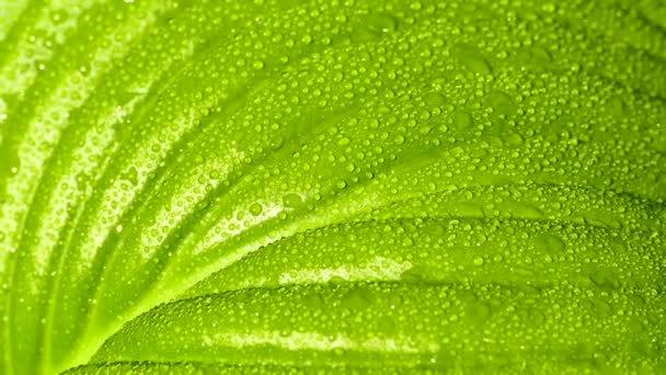 Dauwdruppels Liggen Groene Bladeren Van Plant Druppels Water Rollen Naar — Stockvideo