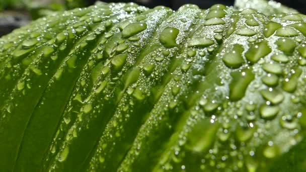 Gotas Rocío Matutino Yacen Sobre Las Hojas Verdes Planta Gotas — Vídeo de stock