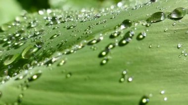 Bitkinin yeşil yapraklarında sabah çiği damlaları yatar. Tilkilerden dökülen su damlaları ve güneşin altında güzel bir şekilde parlıyor..