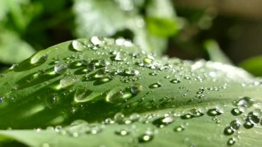 Bitkinin yeşil yapraklarında sabah çiği damlaları yatar. Tilkilerden dökülen su damlaları ve güneşin altında güzel bir şekilde parlıyor..