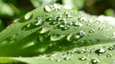 Bitkinin yeşil yapraklarında sabah çiği damlaları yatar. Tilkilerden dökülen su damlaları ve güneşin altında güzel bir şekilde parlıyor..