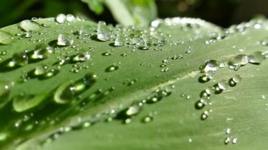 Bitkinin yeşil yapraklarında sabah çiği damlaları yatar. Tilkilerden dökülen su damlaları ve güneşin altında güzel bir şekilde parlıyor..