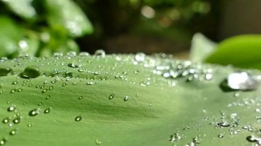 Bitkinin yeşil yapraklarında sabah çiği damlaları yatar. Tilkilerden dökülen su damlaları ve güneşin altında güzel bir şekilde parlıyor..