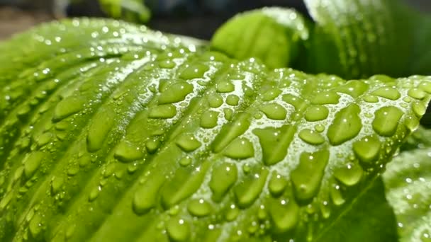 Zelených Listech Rostliny Leží Kapky Ranní Rosy Kapky Vody Valí — Stock video