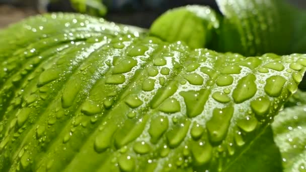 晨露滴在植物的绿叶上 滴水从狐狸身上滑落 在阳光下闪闪发光 — 图库视频影像