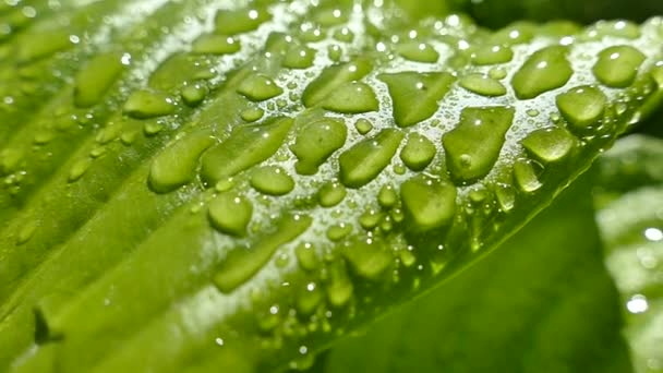 朝のドロップは植物の緑の葉の上に横たわっています キツネから水滴を降ろし 太陽に美しく輝く — ストック動画