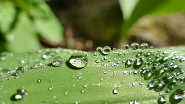 Dauwdruppels Liggen Groene Bladeren Van Plant Druppels Water Rollen Naar — Stockvideo
