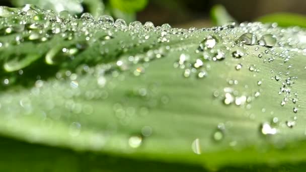 Dauwdruppels Liggen Groene Bladeren Van Plant Druppels Water Rollen Naar — Stockvideo