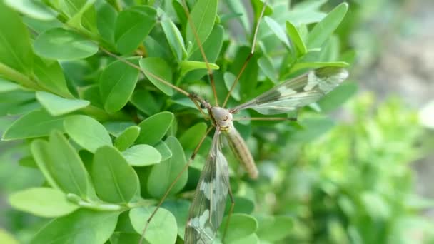 Eine Riesige Mücke Sitzt Auf Einem Buchsbaumzweig Ein Großes Blutsaugendes — Stockvideo