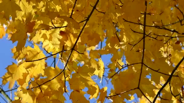 Bel automne. Feuilles jaunes sur les branches des arbres . — Video