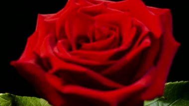 Siyah arka planda kırmızı gül. Aşkın güzel çiçeği. Kadife kırmızı yapraklar. Çiçek yakın plan