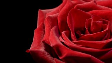 Siyah arka planda kırmızı gül. Aşkın güzel çiçeği. Kadife kırmızı yapraklar. Çiçek yakın plan