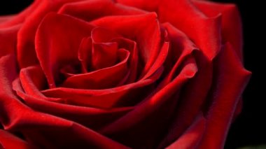 Siyah arka planda kırmızı gül. Aşkın güzel çiçeği. Kadife kırmızı yapraklar. Çiçek yakın plan