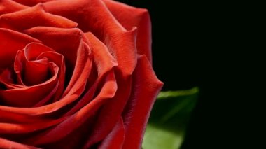 Siyah arka planda kırmızı gül. Aşkın güzel çiçeği. Kadife kırmızı yapraklar. Çiçek yakın plan