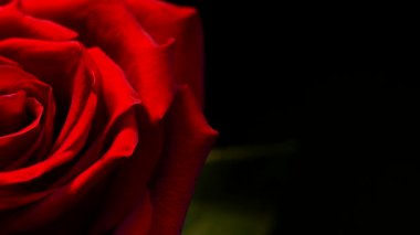 Siyah arka planda kırmızı gül. Aşkın güzel çiçeği. Kadife kırmızı yapraklar. Çiçek yakın plan