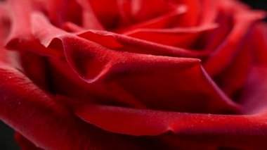 Siyah arka planda kırmızı gül. Aşkın güzel çiçeği. Kadife kırmızı yapraklar. Çiçek yakın plan