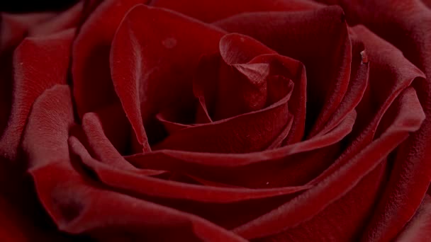 Piros Rózsa Fekete Háttérrel Szerelem Gyönyörű Virága Bársonyos Vörös Szirmok — Stock videók