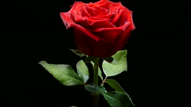Röd Ros Svart Bakgrund Vacker Kärlekens Blomma Sammetsröda Kronblad Blomsternärbild — Stockvideo