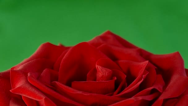 Red Rose Green Background Beautiful Flower Love Velvet Red Petals — Stock Video