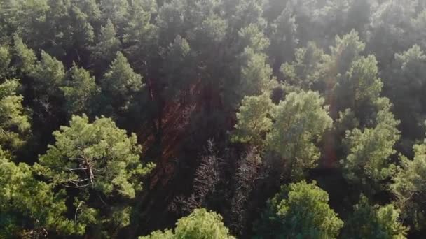 Lot nad lasem iglastym. Widok z góry lasu sosnowego. Sosna i zielone igły. Ekologia i zielona planeta. Tajga późną jesienią. Mgła nad lasem. — Wideo stockowe