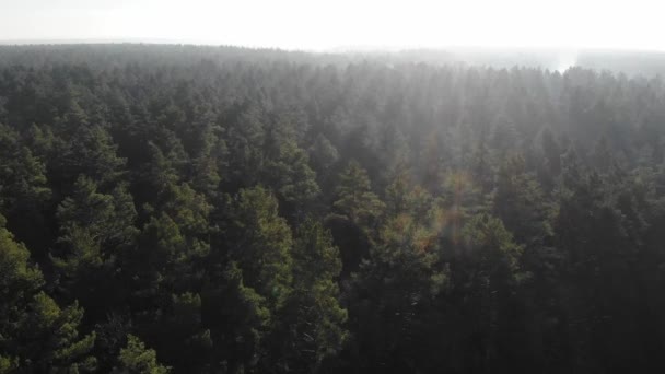 Survol de la forêt de conifères. Pin forêt vue aérienne. Pin et aiguilles vertes. L'écologie et la planète verte. Taïga en fin d'automne. Le brouillard sur la forêt . — Video