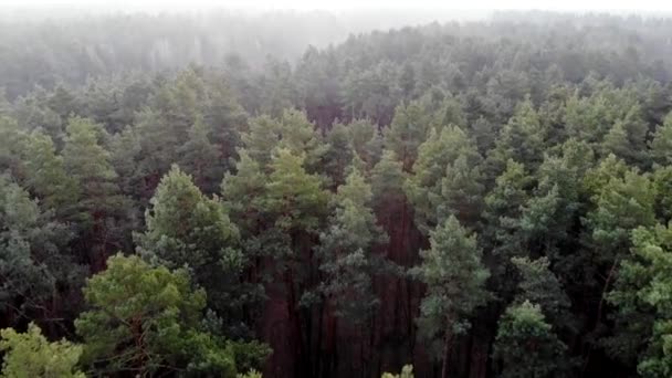 Πτήση πάνω από το κωνοφόρο δάσος. Αεροφωτογραφία πευκοδάσους. Πεύκο και πράσινες βελόνες. Οικολογία και ο πράσινος πλανήτης. Τάιγκα, τέλος φθινοπώρου. Η ομίχλη πάνω από το δάσος. — Αρχείο Βίντεο