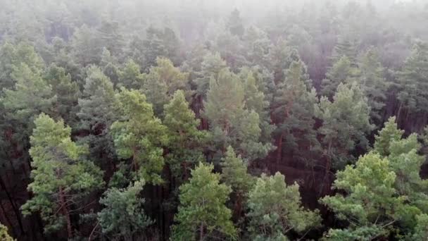 Survol de la forêt de conifères. Pin forêt vue aérienne. Pin et aiguilles vertes. L'écologie et la planète verte. Taïga en fin d'automne. Le brouillard sur la forêt . — Video