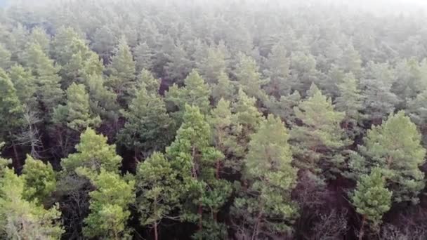 Πτήση πάνω από το κωνοφόρο δάσος. Αεροφωτογραφία πευκοδάσους. Πεύκο και πράσινες βελόνες. Οικολογία και ο πράσινος πλανήτης. Τάιγκα, τέλος φθινοπώρου. Η ομίχλη πάνω από το δάσος. — Αρχείο Βίντεο