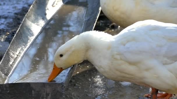 Casa de aves de corral. Los patos beben agua del abrevadero . — Vídeo de stock