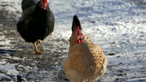 Maison d'oiseaux de ferme. Les poules marchent avec un coq et pincent l'herbe séchée en hiver. Poulet — Video