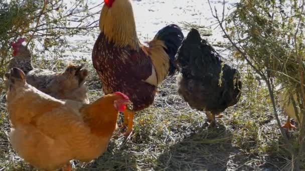 Hofvogelhaus. Hühner laufen im Winter mit einem Hahn und kneifen getrocknetem Gras. Huhn — Stockvideo