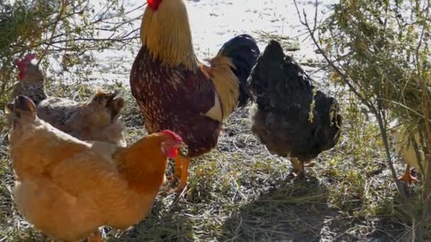 Farmyard bird house. Hens walk with a rooster and pinch dried grass in the winter. Chicken — 비디오