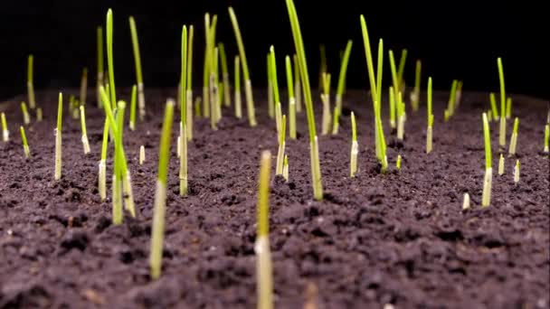 Brotes verdes brotan del suelo. El comienzo de una nueva vida en la naturaleza en primavera . — Vídeo de stock