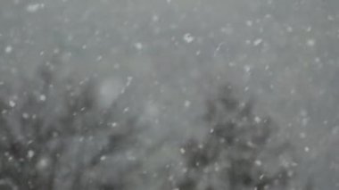 Şiddetli kar yağışı. Kar taneleri ağaçların arasından yavaşça uçar. Kış ve sezon dışı.
