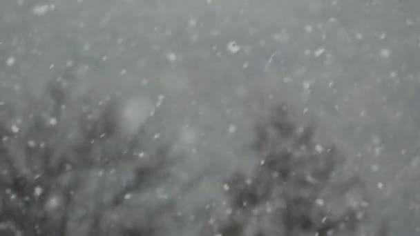 Nevicate abbondanti. Fiocchi di neve lentamente volano giù tra gli alberi. Inverno e bassa stagione . — Video Stock