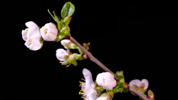 Ramas florecientes de árboles frutales. Flores blancas de una cereza sobre un fondo negro. Timelapse. Primavera en el jardín . — Vídeo de stock