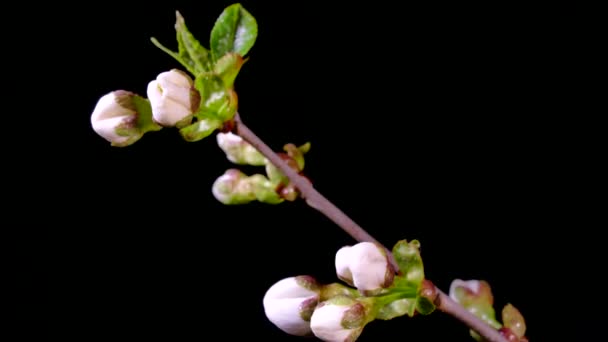 Rami di alberi da frutto in fiore. Fiori bianchi di una ciliegia su uno sfondo nero. Timelapse. Primavera in giardino . — Video Stock