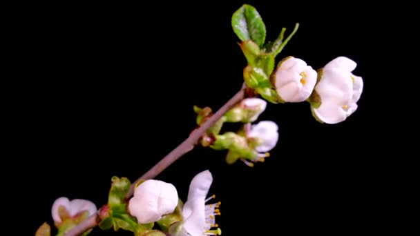 Bloeiende fruitboomtakken. Witte bloemen van een kers op een zwarte achtergrond. Tijdsverloop. Lente in de tuin. — Stockvideo