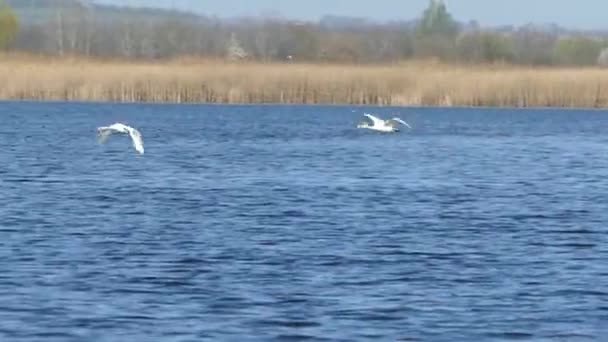Пара Білих Лебедів Летить Над Блакитним Весняним Озером — стокове відео