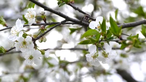 Ramos Uma Árvore Fruto Florescente Jardim Primavera — Vídeo de Stock