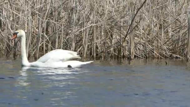 Ein Weißer Schwan Blauen Frühlingsee — Stockvideo