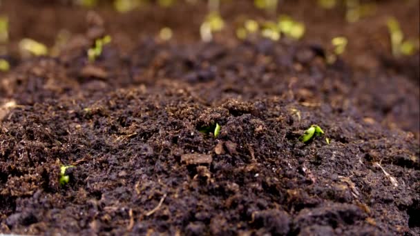 A green sprout climbs out through the crust of the soil. The beginning of plant life and spring. New life. Agricultural business. Microgreen and seedlings. Germinated seed. — Stock Video