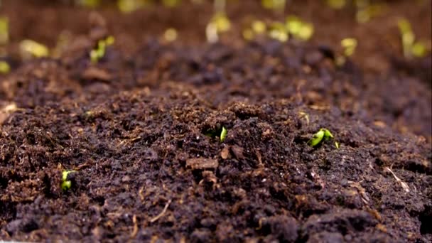Kůrou Půdy Vyrůstá Zelený Výhonek Začátek Života Rostlin Jara Nový — Stock video