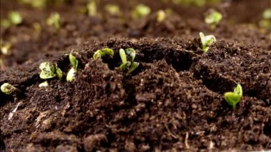 Yeşil bir filiz toprağın kabuğundan çıkar. Bitki ve baharın başlangıcı. Yeni bir hayat. Tarım işi. Mikroyeşil ve fidanlar. Filizlenmiş tohum.