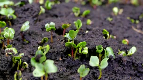 푸른 싹은 표토를 뚫고 솟아 나온다. 식물 과 봄 이 시작 된다. 새로운 삶. 농업 관련 업무. 미생 식물 과 묘목입니다. 유전자를 가진 씨. — 비디오